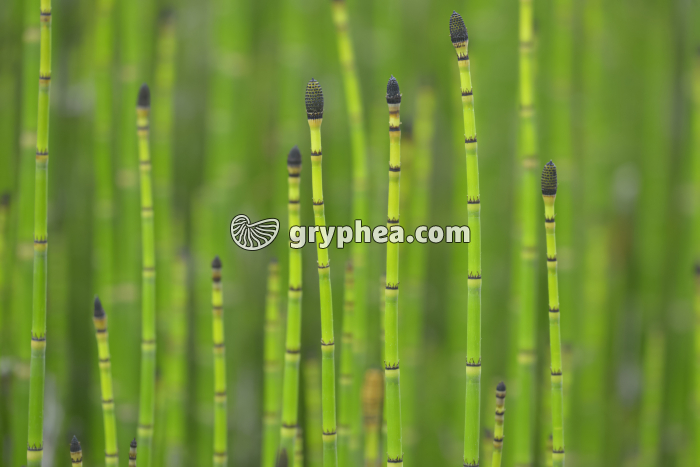 Prêles - strobiles (Equisetum hyemale) - gryphea.org
